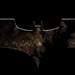 120588_3dffe_square