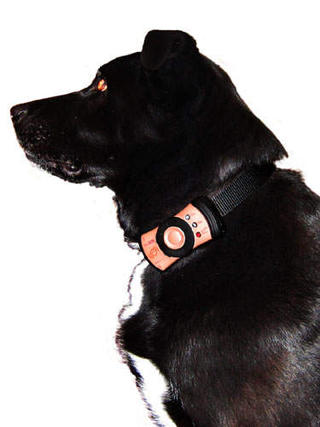 Pets Mobility