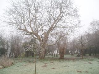 Jardin givr&eacute;   (photo F.Gruere)