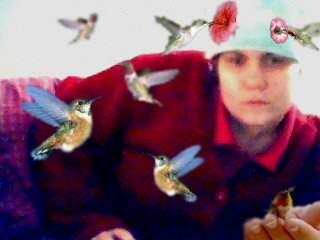bluebirds