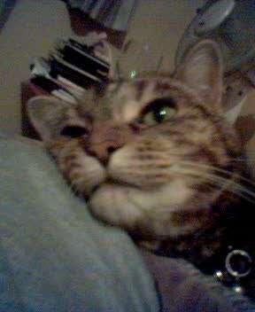 Kitty