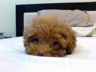Got a new puppy!!!