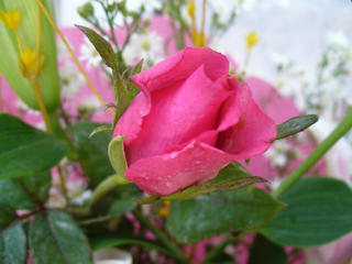 rose