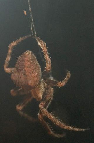 What kind of Spider is this?