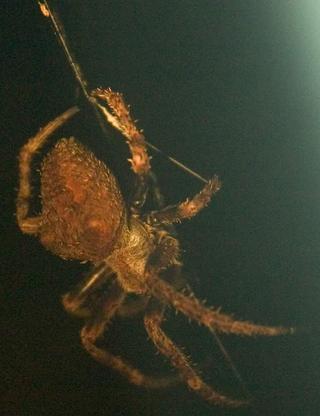 What kind of Spider is this? (Again)