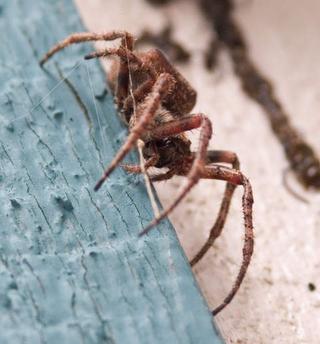 Another spider pic...