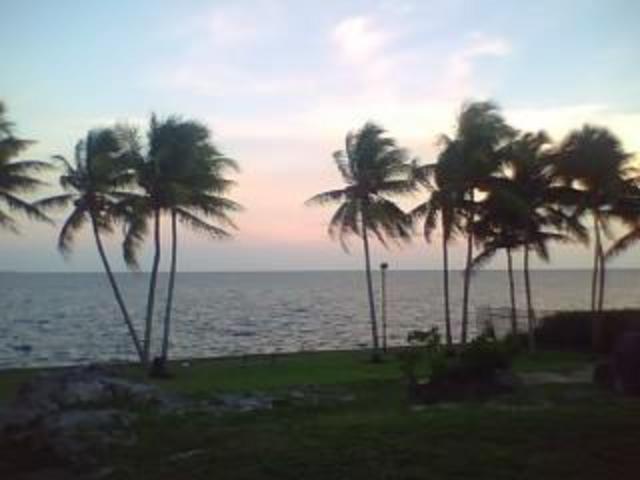palm trees in Miami