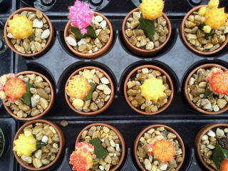 The Potted Cacti