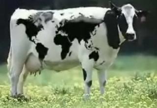 A worldly cow