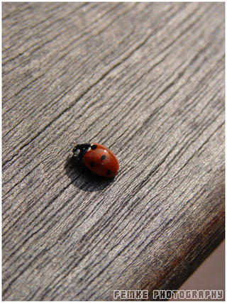Ladybug