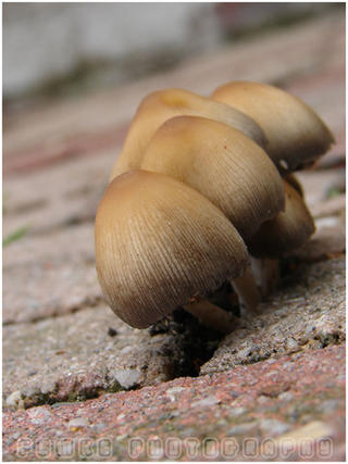 Looks like mushrooms 01
