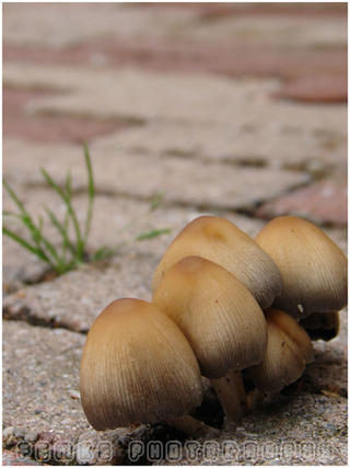 looks like mushrooms 02