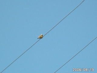 Bird on the wire