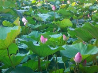 台北植物園荷花池(Taipei Botanical Garden -Lotus Pond)