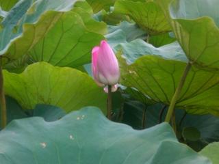 台北植物園荷花池(Taipei Botanical Garden -Lotus Pond)荷花特寫一