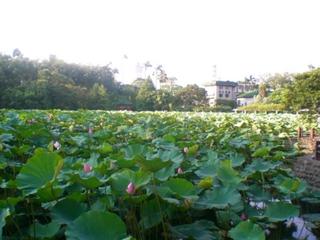 台北植物園荷花池(Taipei Botanical Garden -Lotus Pond)全景