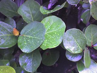 After The Rain I