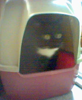Poes