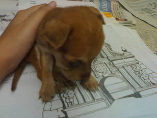 Bulinggit