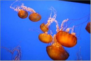 Jelly