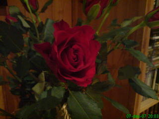 Blomster..