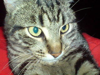 Ozzy-pusen min