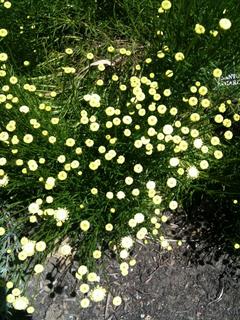 Exploring Golden Gate Park Botanical Gardens