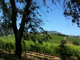Sonoma hills