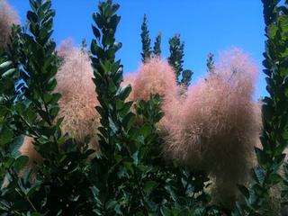 Cotton candy trees?