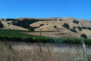 Rolling, golden hills around SF