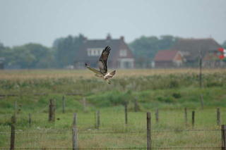 Buteo buteo