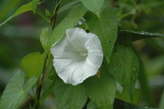 Just a flower