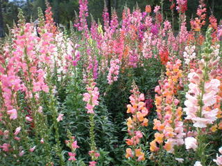 September 15, 2007 - Flowers