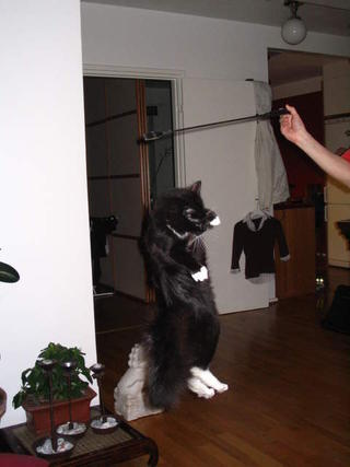 Saga jumps