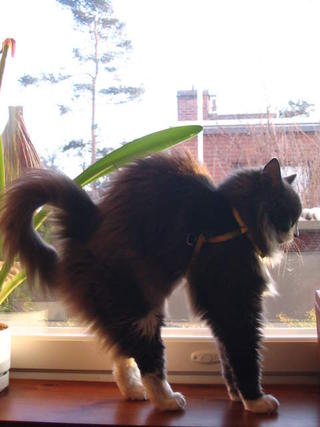 Olli