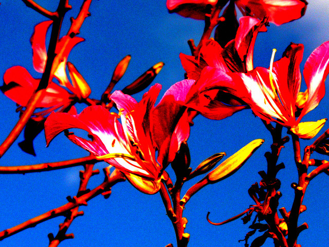 flowers