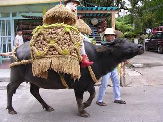 carabao