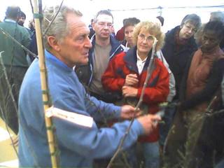 How to prune an apple tree