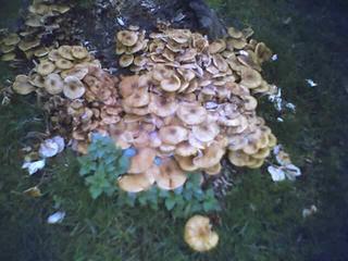 Mushrooms in Grantchester
