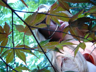 worktimes and japanese maple trees