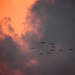 212933_431ab_square