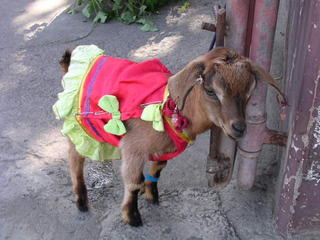What a trippy goat