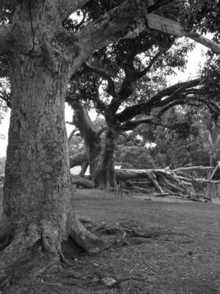 Guimaras.