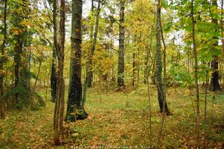 Wet forest on a cloudy day