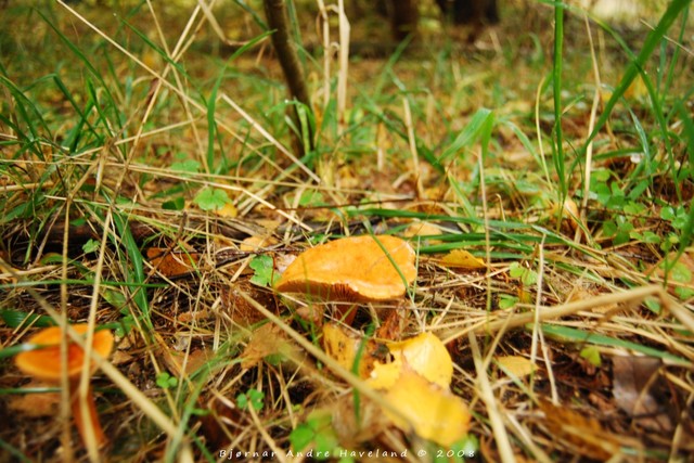 Mushroom, mushroom