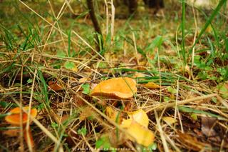 Mushroom, mushroom