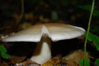 On the forest floor
