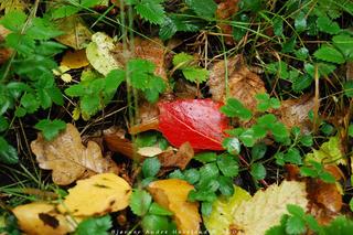 Autumn colours