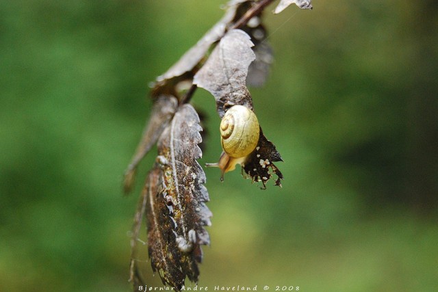 Out on a leaf