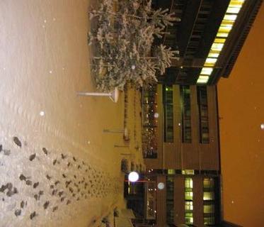 First day of snow (vii)